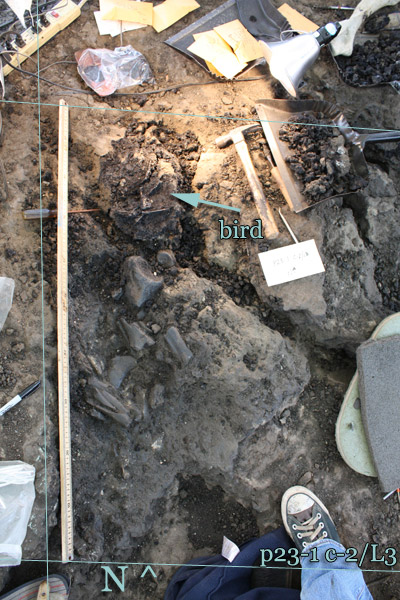 Associated bird skeleton in situ at the La Brea Tar Pits