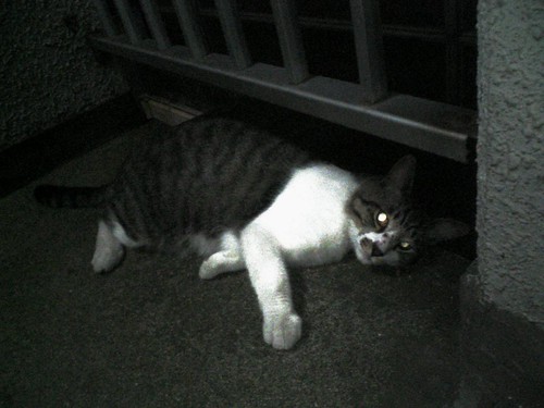 Cat_2009-07-09