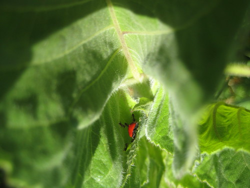 ants and ladybug = aphids