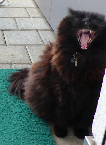 Nera yawning