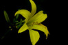 Yellow Day Lily01.jpg