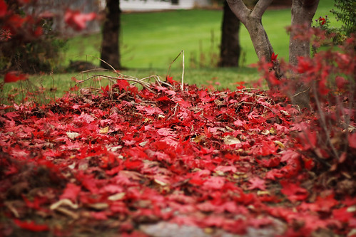 red velvet leaves