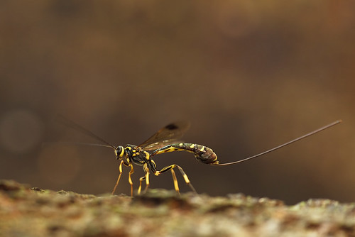 a beautiful female Ichneumon wasp