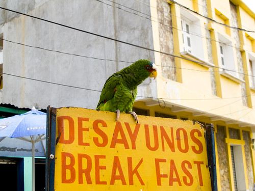 Parrot on Breakfast Sign in Flores Guatemala