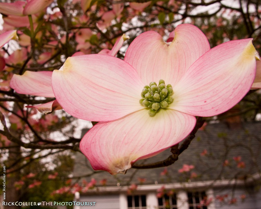 Closeup of a dogwood blossom in the spring at Rehoboth Beach, Delaware, USA