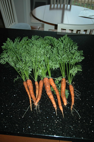 Fresh carrots!