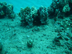 Scuba Diving in Hawaii
