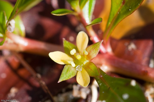 Ludwigia x lacustris Flower