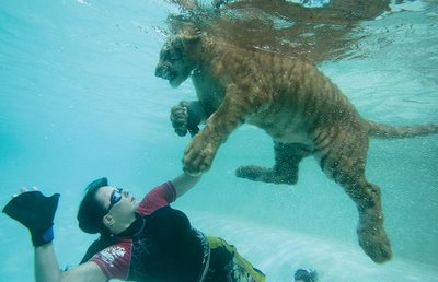 Swimming_with_Tigers_09