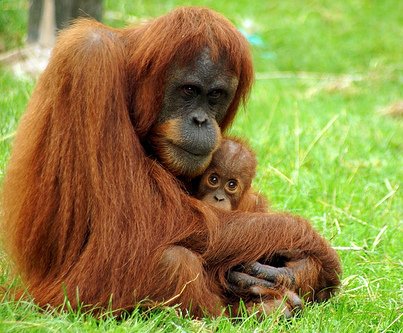Orangutan - mother and child
