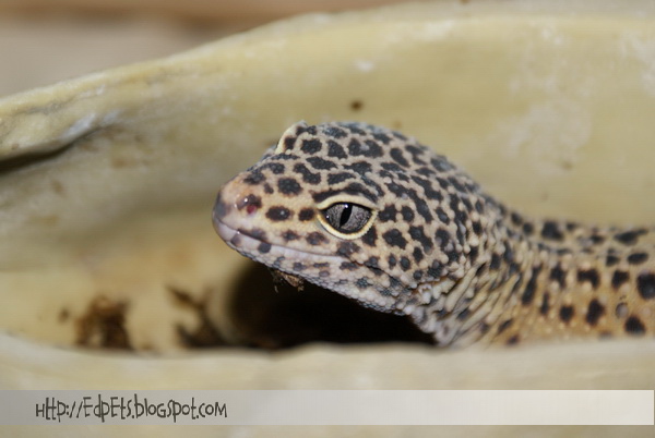01_Leopard gecko 2009