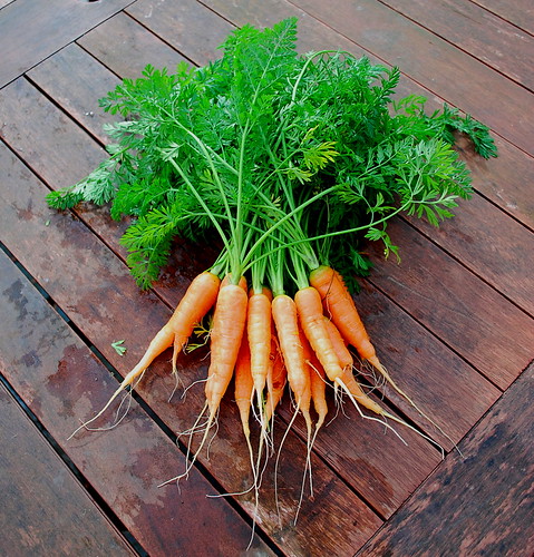 carrot harvest 3