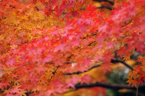Gyosen Park Autumn Leaves 03