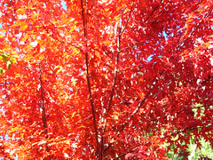 Fall Colors Boulder   DSCN0272