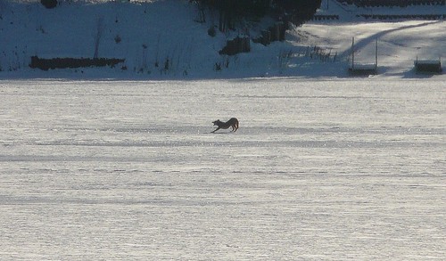 coyote yawns on lake zurich