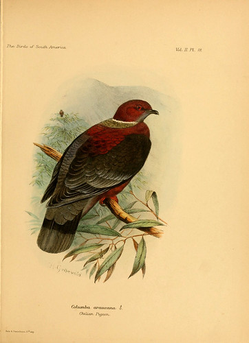 015- Paloma Araucana-The birds of South America 1912