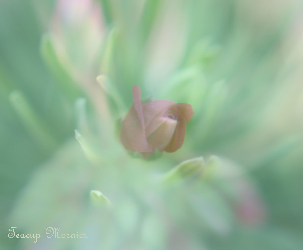 Emerge Tiny Geranium Bud