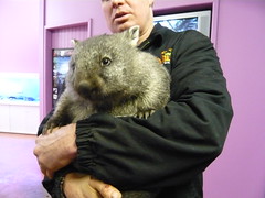Super cute Wombat