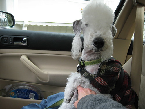 Pascal after a walk- in the car ready to go home-