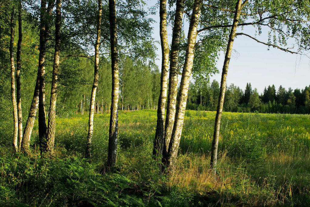 Field birch