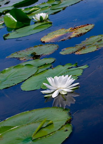Water lily in August