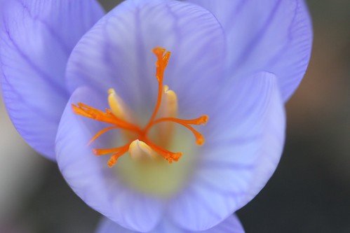 saffron crocus 2