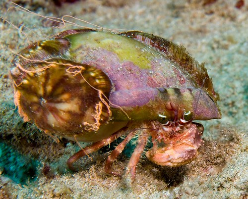 Jeweled Anenome Crab
