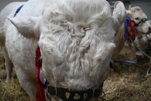 Wooly Bully at Royal Highland Fair