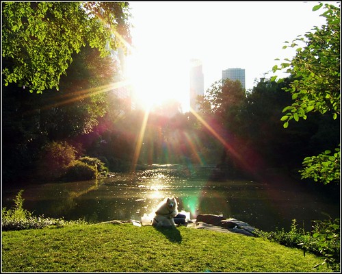 Central Park "Dog in the Sun" par Tony the Misfit