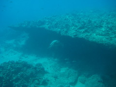 Big sea turtle