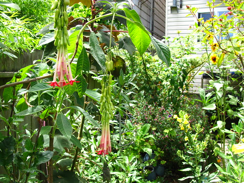 2009-08-01 garden; Fuchsia boliviana 'Alba'
