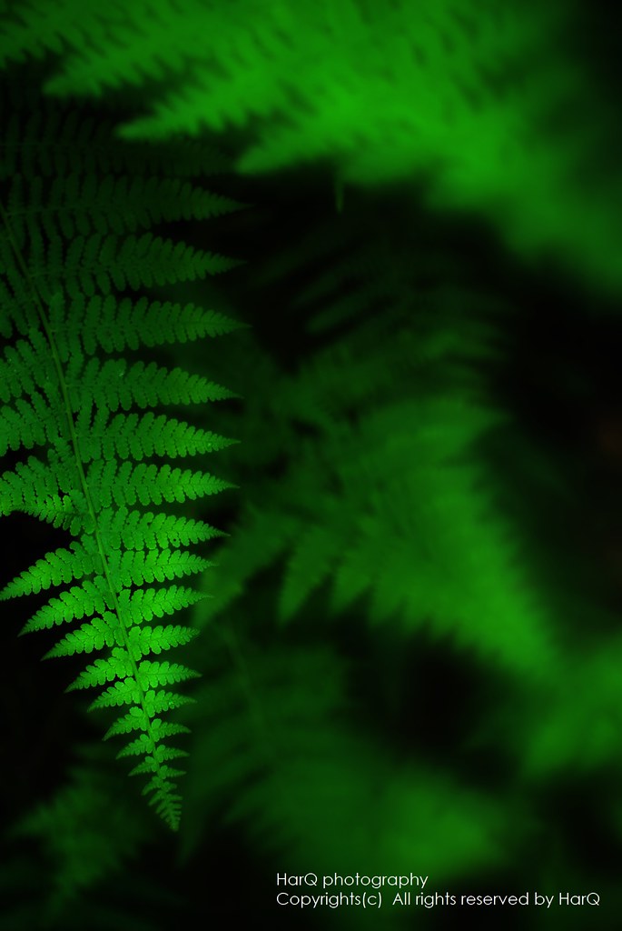 The Fern shines in green