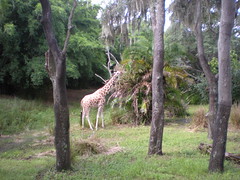 Giraffe Munching