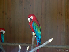 Arara Vermelha / Red Parrot