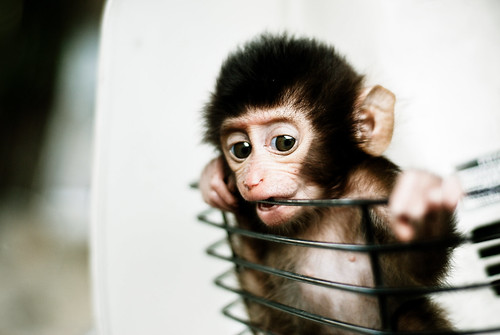 フリー画像|動物写真|哺乳類|猿/サル|子猿|フリー素材|