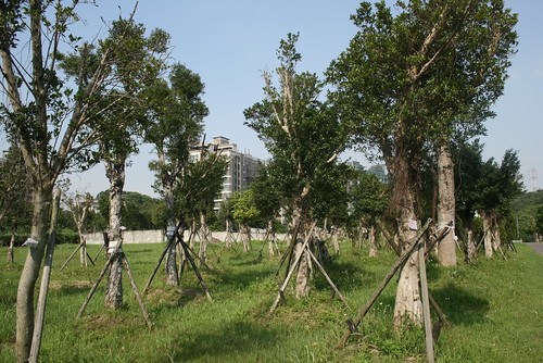 寶湖國小這些存活下來的樹木將再度移植。
