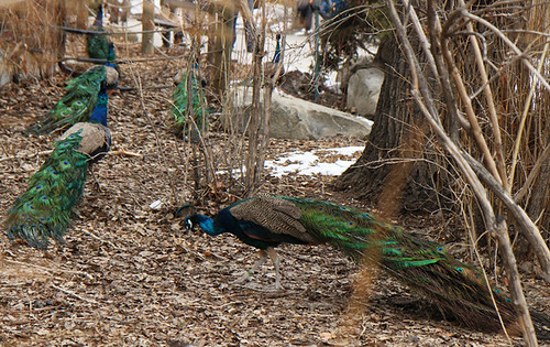 peacock migration