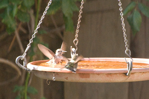 Hummingbird Sitz Bath