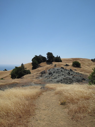 On the side of Mt. Tamalpais in in the summer.