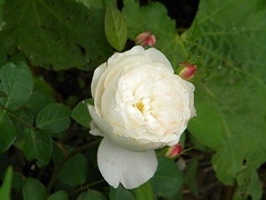 One of our Roses