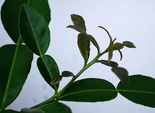 Lime Tree Growth 3