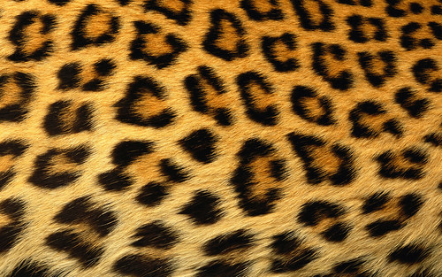 pattern backgrounds for twitter. cheetah-skin-pattern-