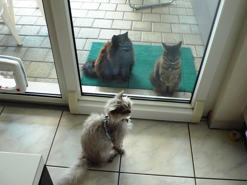Fluffy, Nera and Tabby waiting for tuna fish