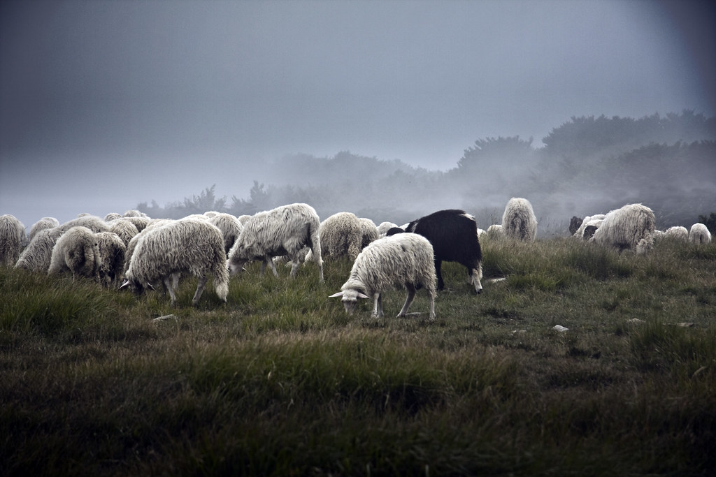 Monte Beigua, Sheeps #1