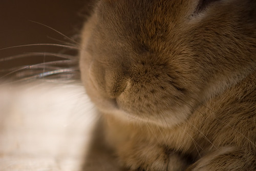 Bunny nose