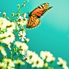Cuba Gallery: Summer / white flowers / blue background / nature / color / macro / butterfly