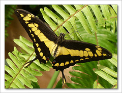 Papilio thoas nealces  [The Giant Swallowtail]