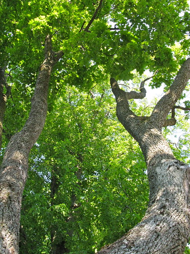 Trees in Suomenlinna