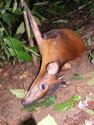 A black fronted duiker caught in a snare