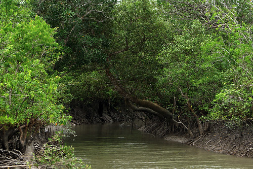 Cannel of Sundarbans